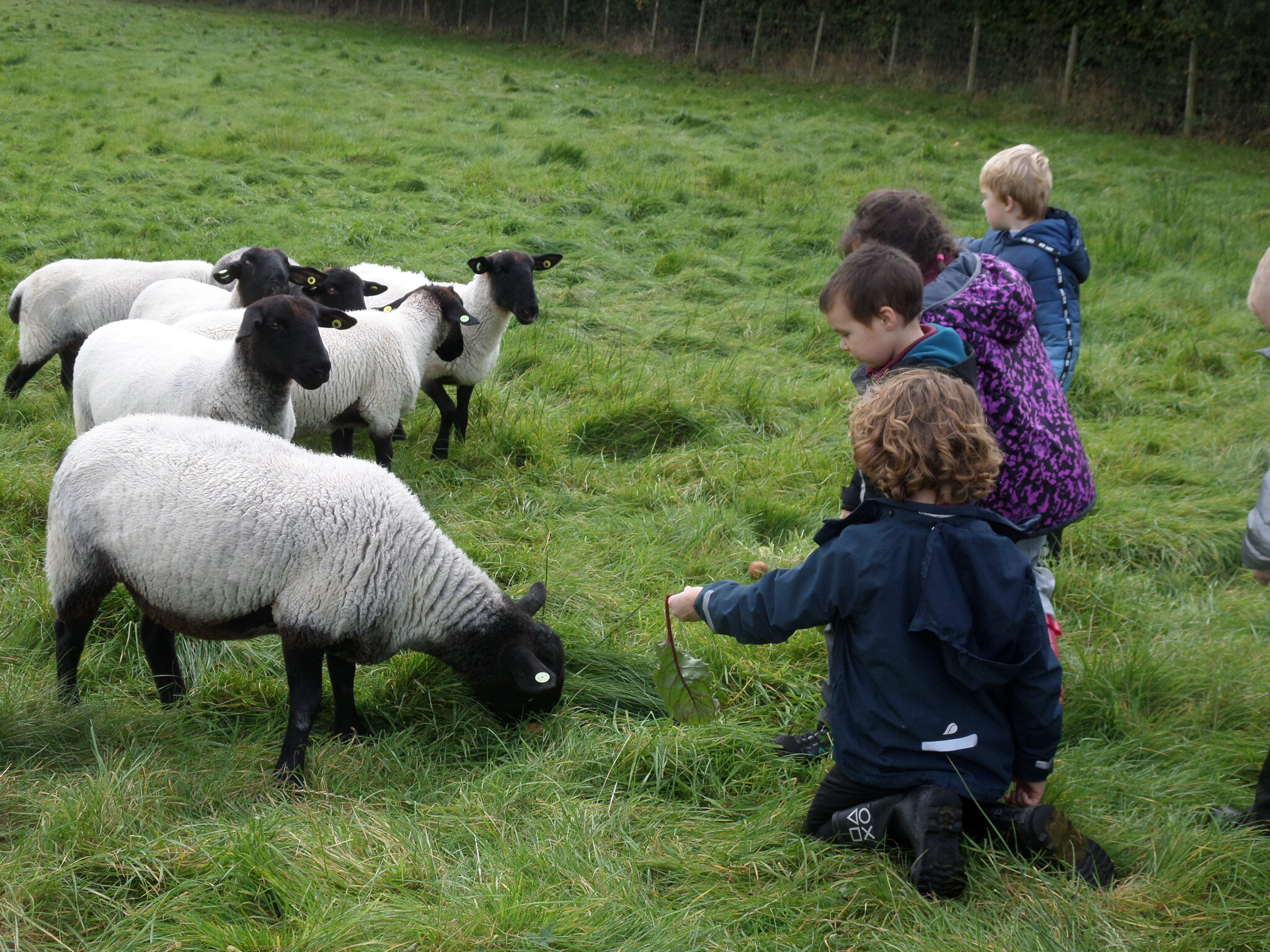 Image of Nurture Group: A fabulous farm trip!