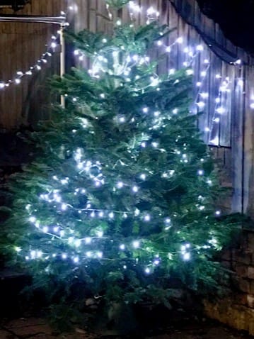 Image of Our Christmas Tree