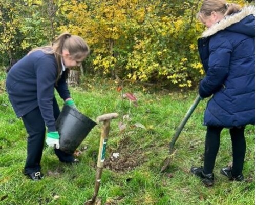 Image of Tree Planting