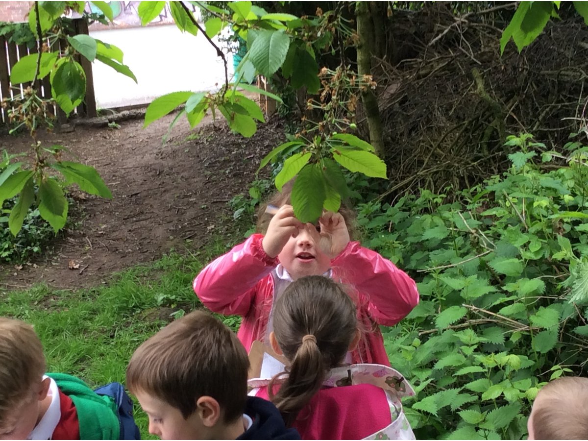 Number Patterns in Nature | Fleetwood's Charity Primary School