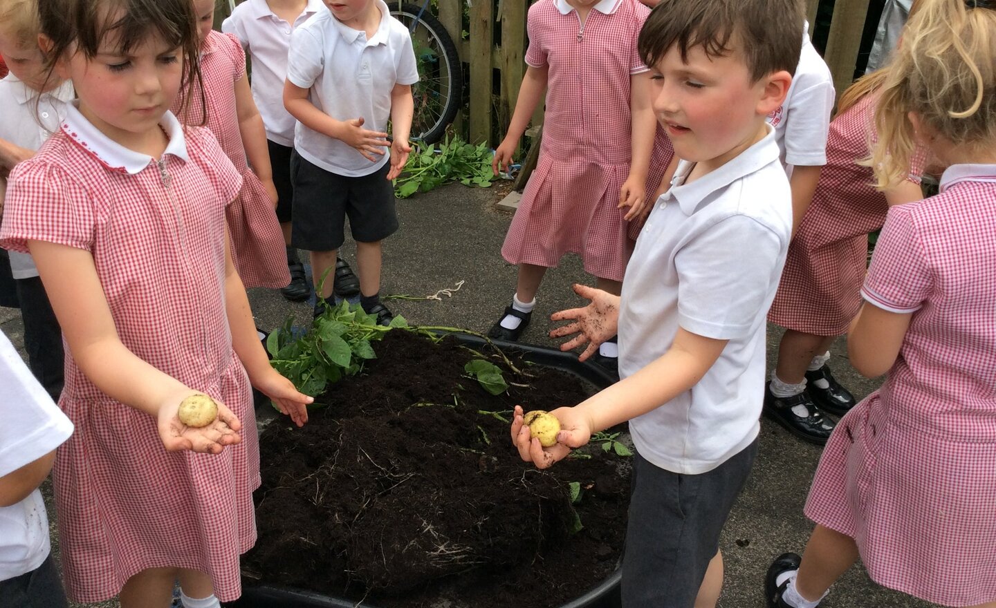 Image of Potato Pulling!
