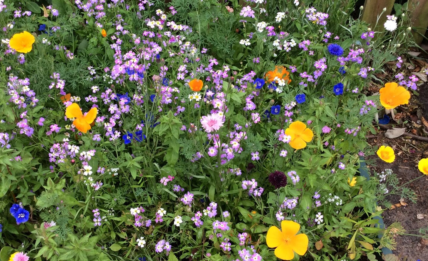 Image of Wonderful Wildflowers Buzz Buzz!