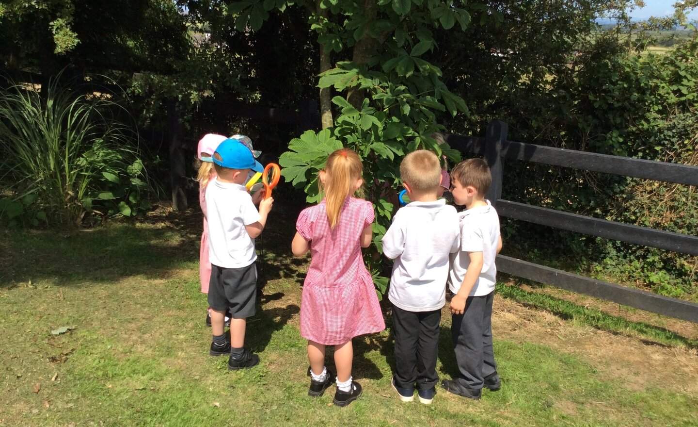Image of Summer Observations!