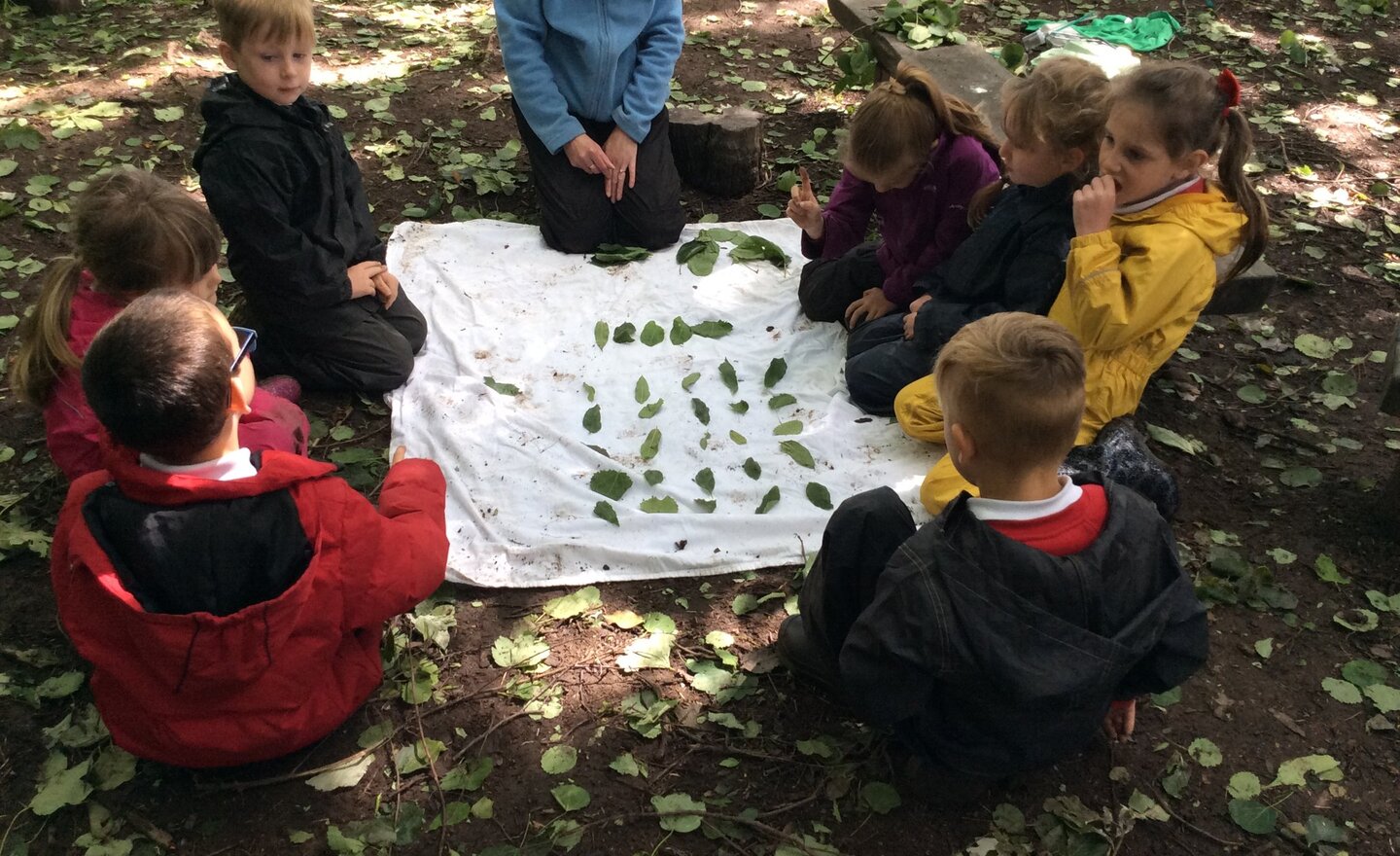 Image of Forest Arrays!