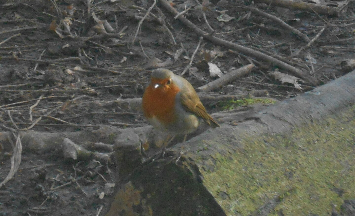 Image of Visitor to see us