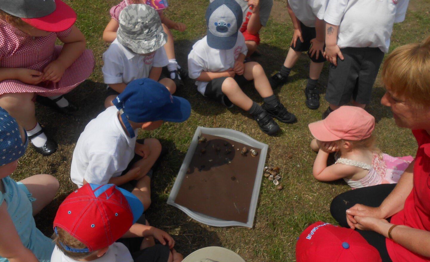 Image of Snail hunt