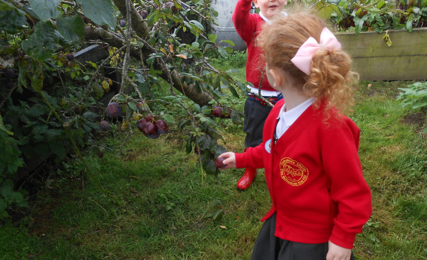 Image of Plum picking