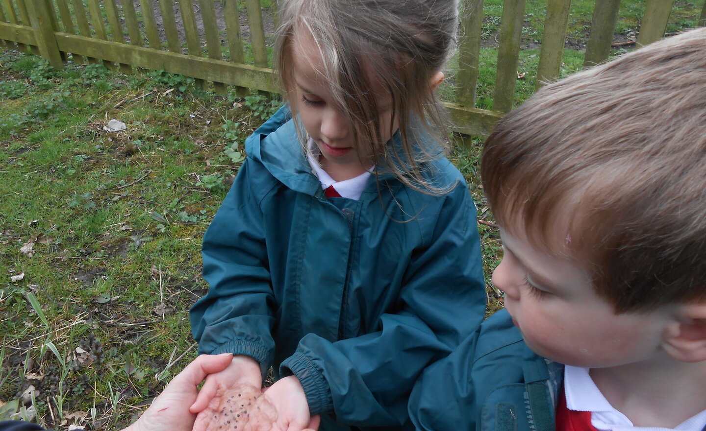 Image of Frogspawn