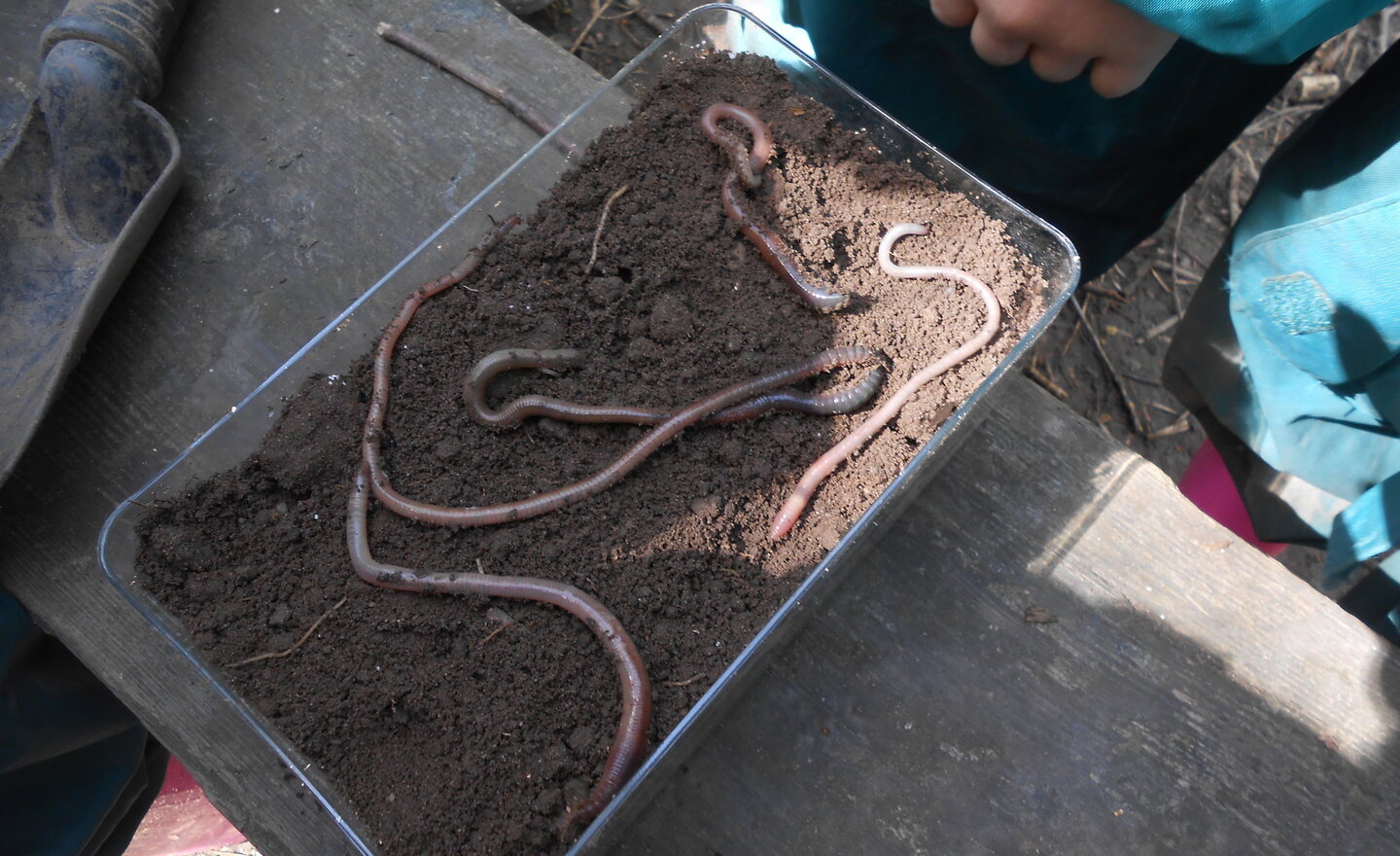 Image of Wormery