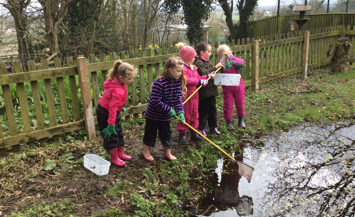 Image of Pond Dipping