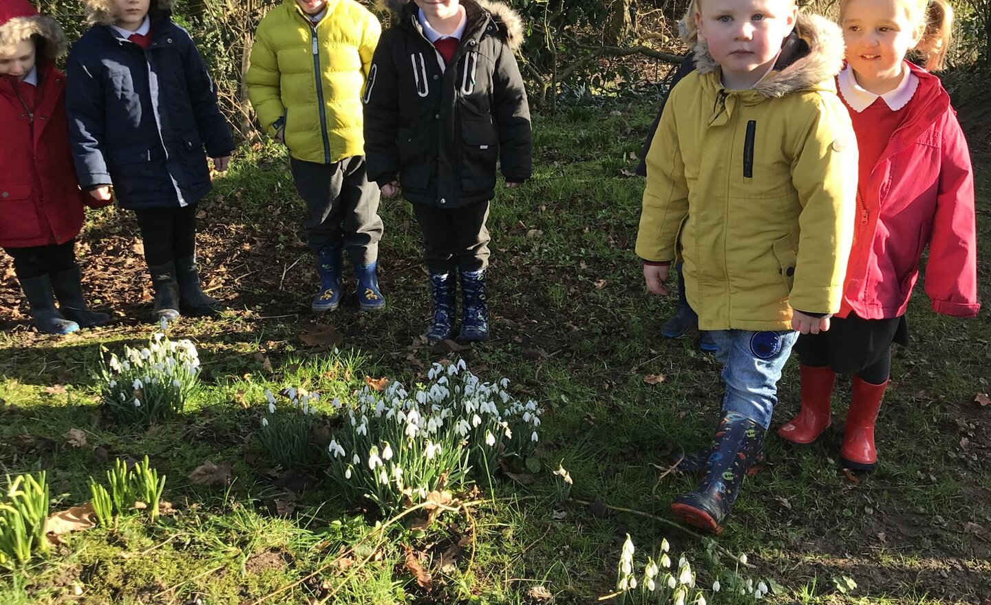 Image of Snowdrops