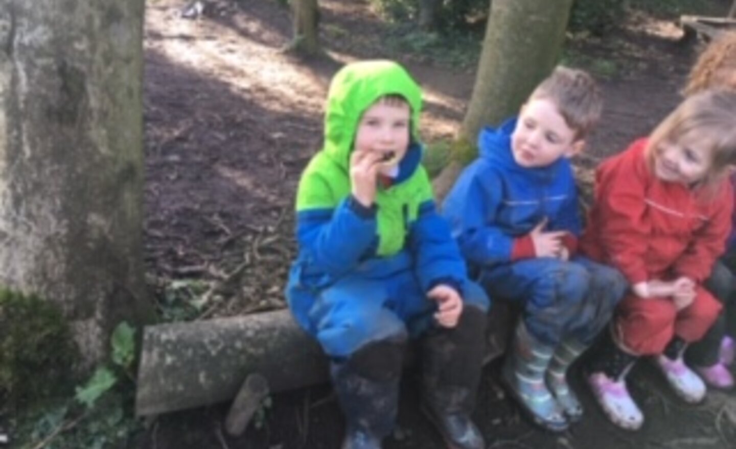 Image of Pancakes in the Forest