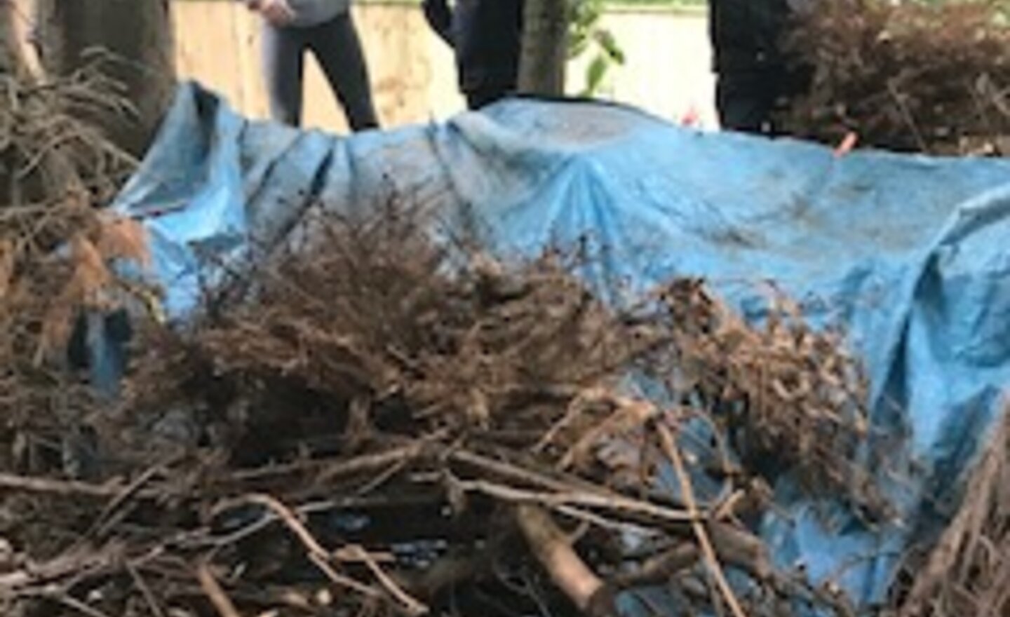 Image of Dens