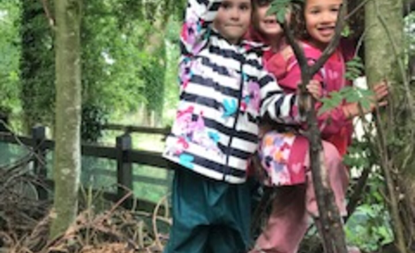 Image of Forest