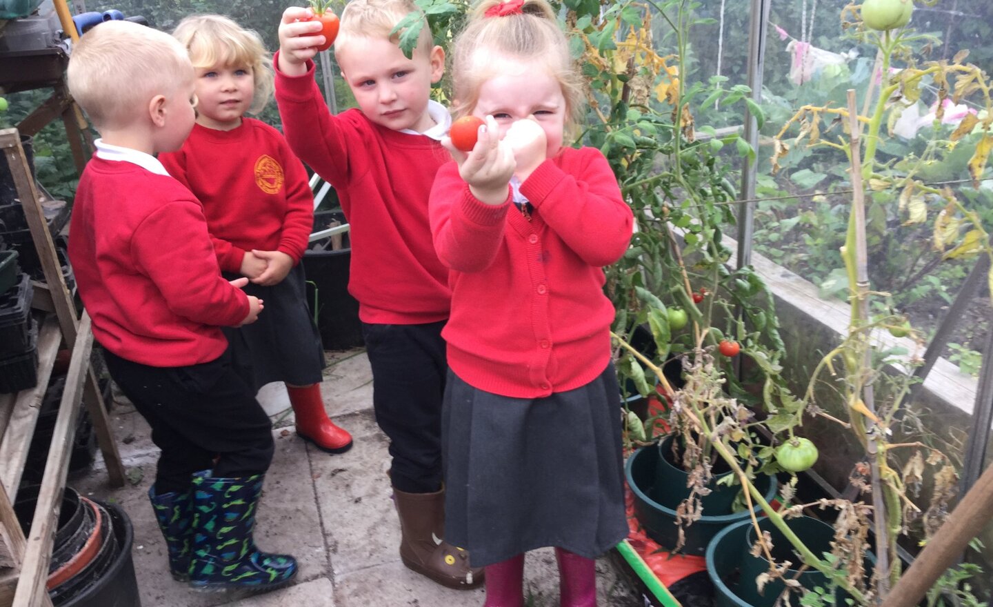 Image of Greenhouse