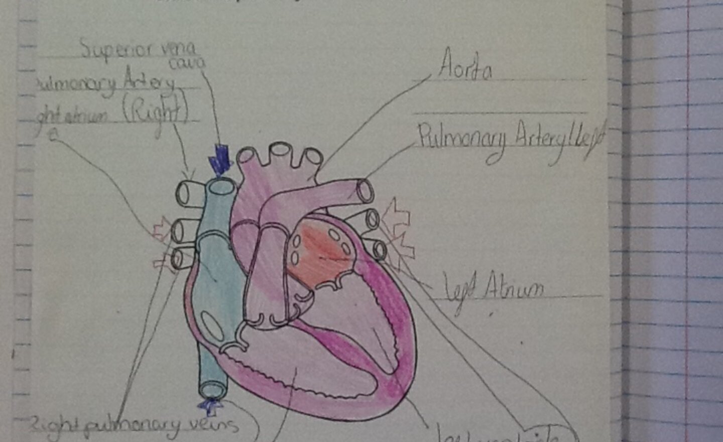 Image of The Circulatory System