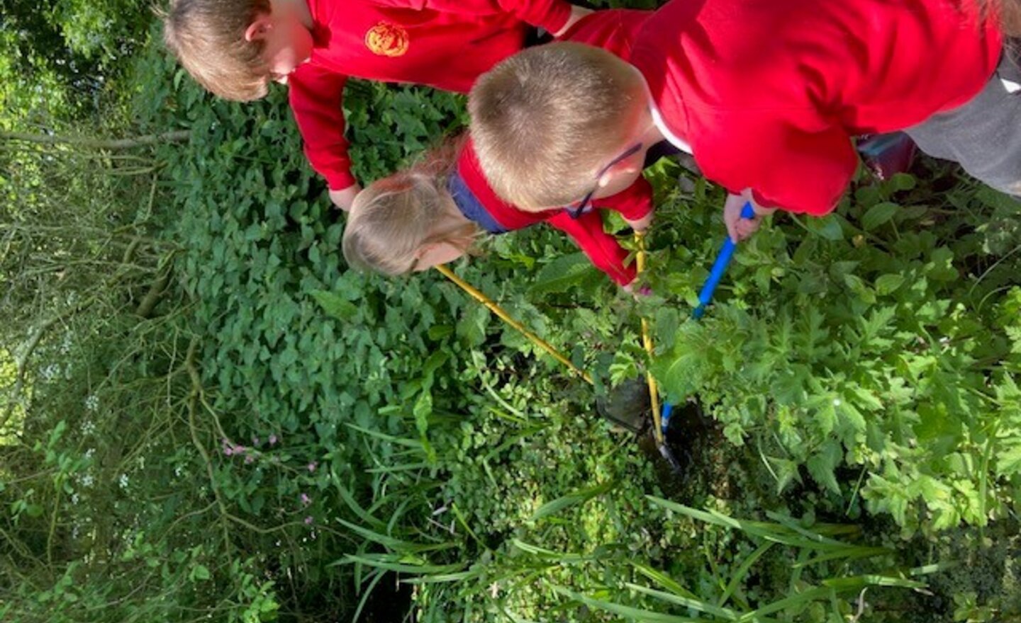 Image of Pond Dipping