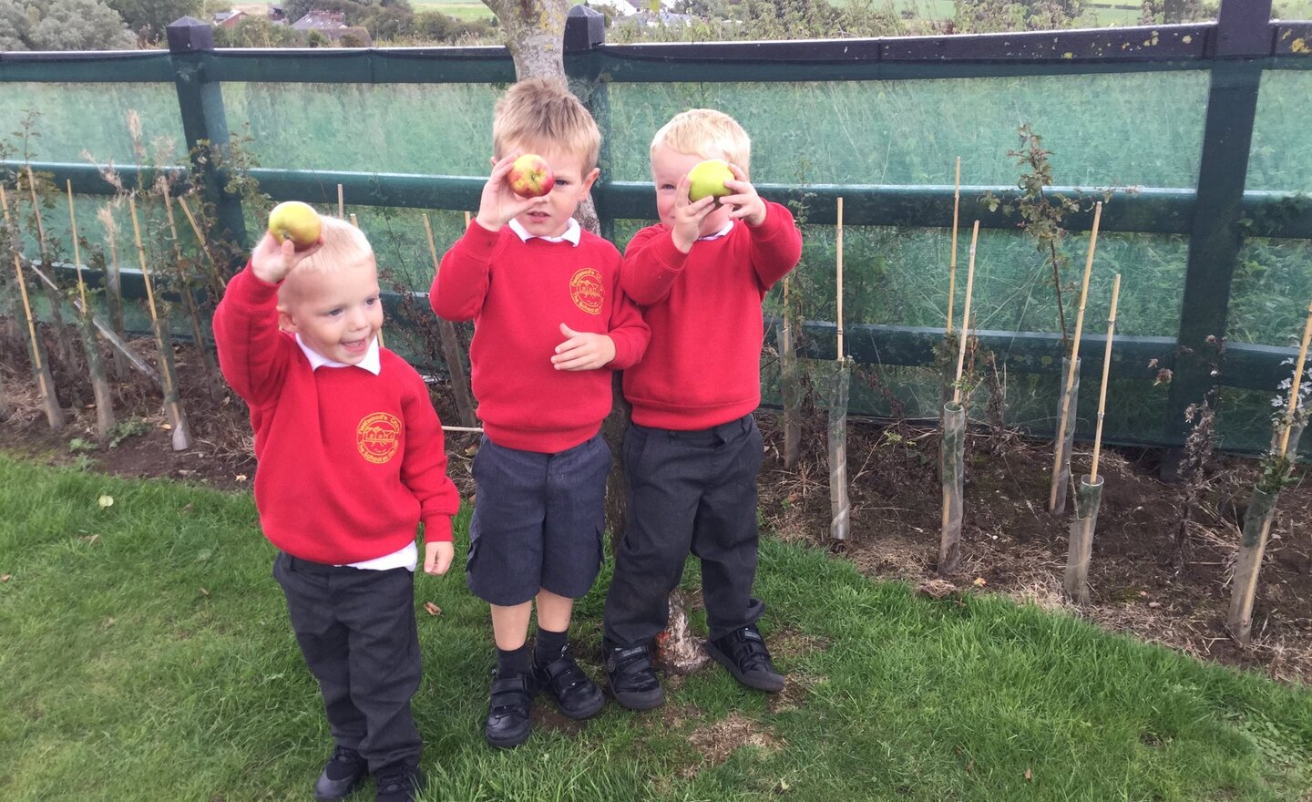 Image of Picking apples