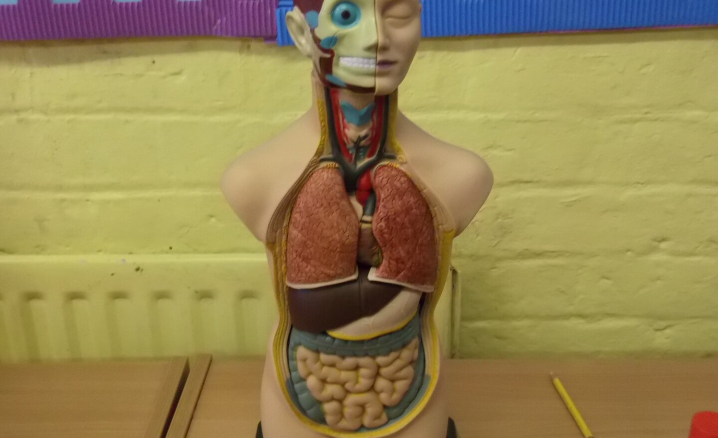 Image of Science - The Human Body