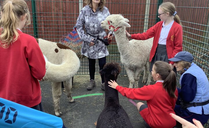 Image of Alpacas Visit Fleetwood's Charity School