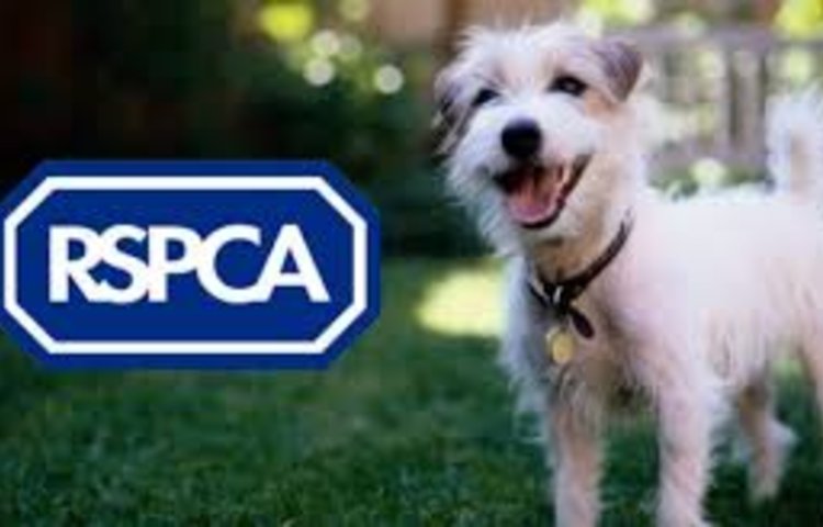 Image of Supporting the RSPCA