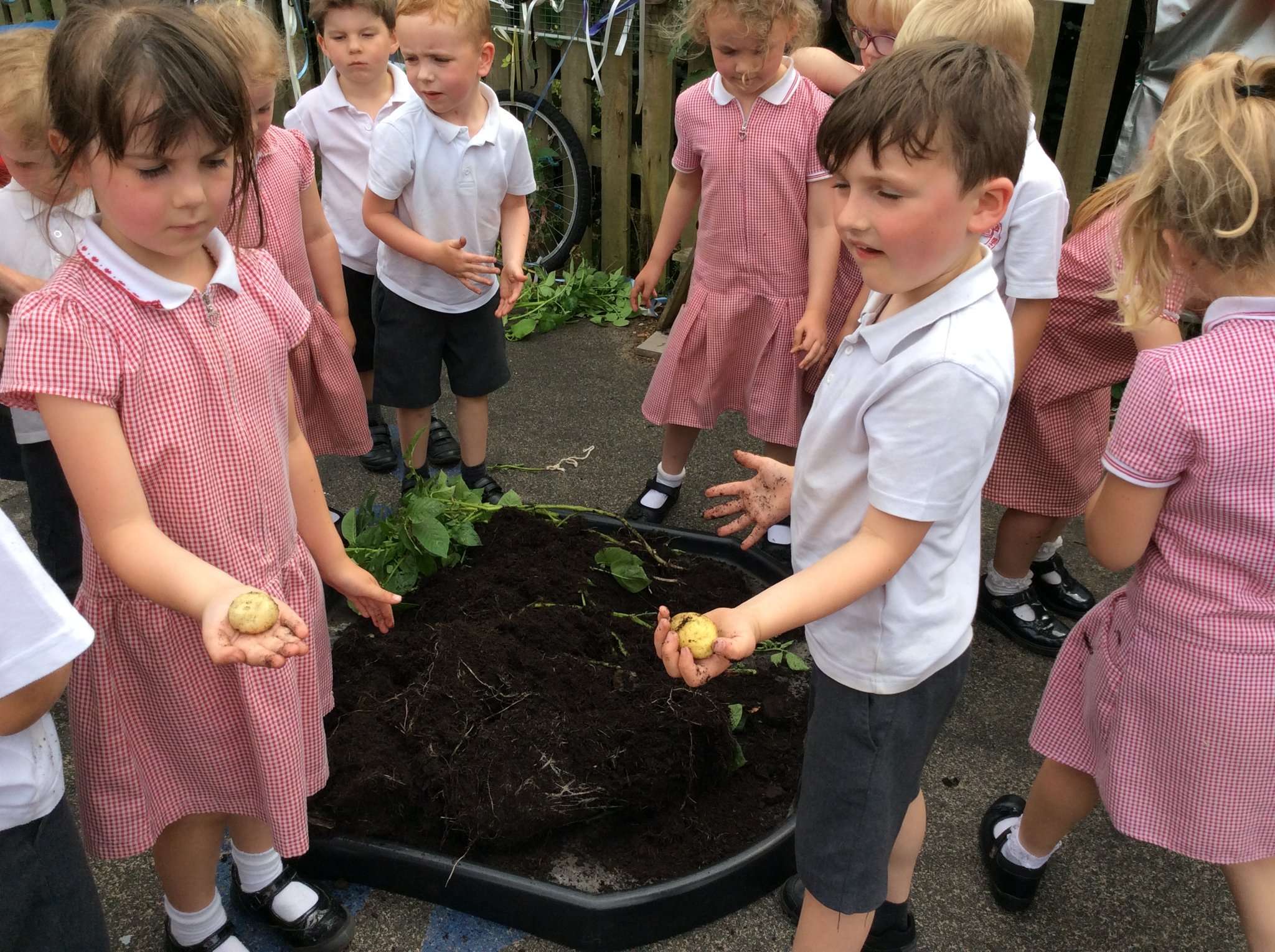 Image of Potato Pulling!