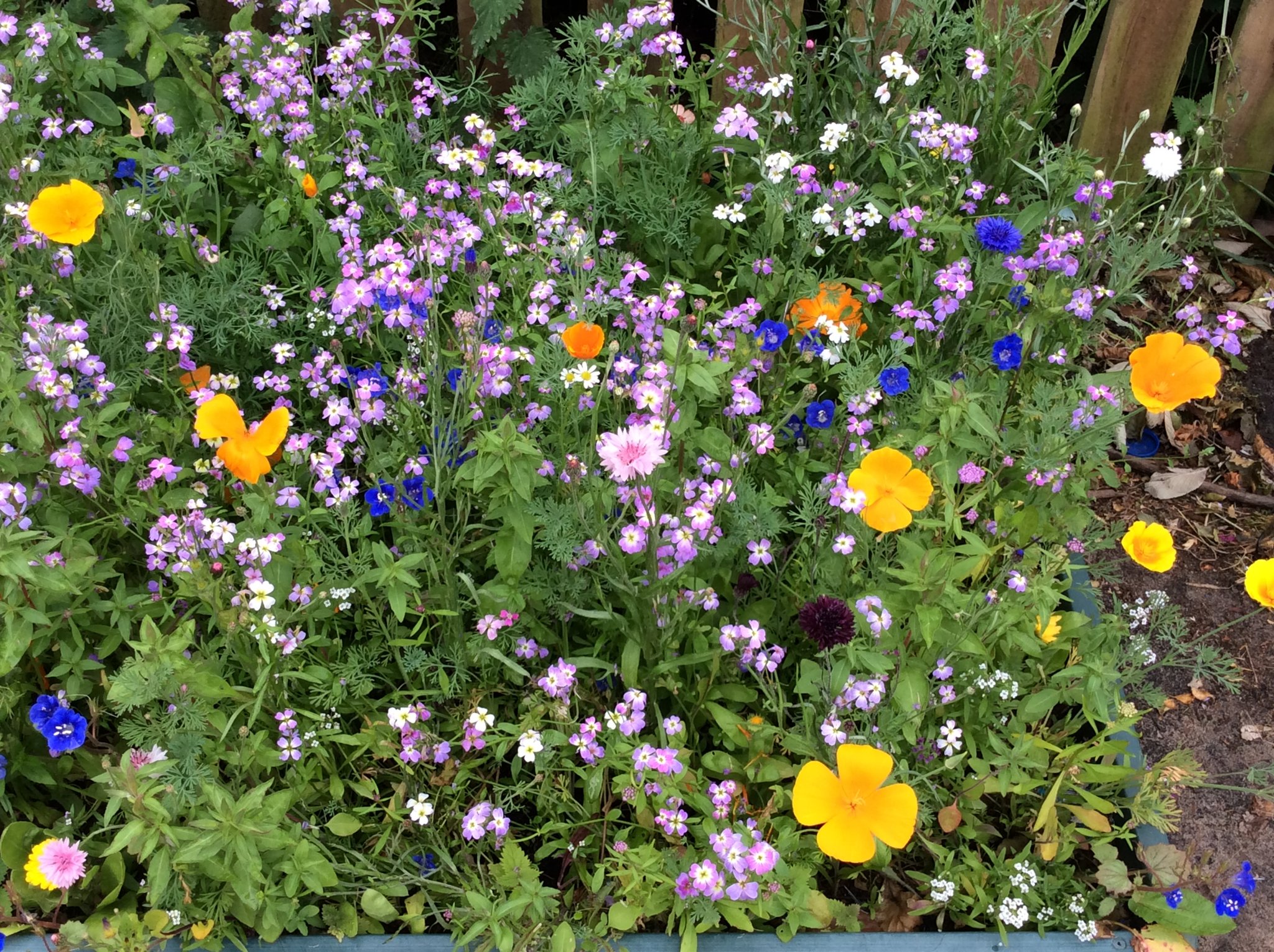 Image of Wonderful Wildflowers Buzz Buzz!