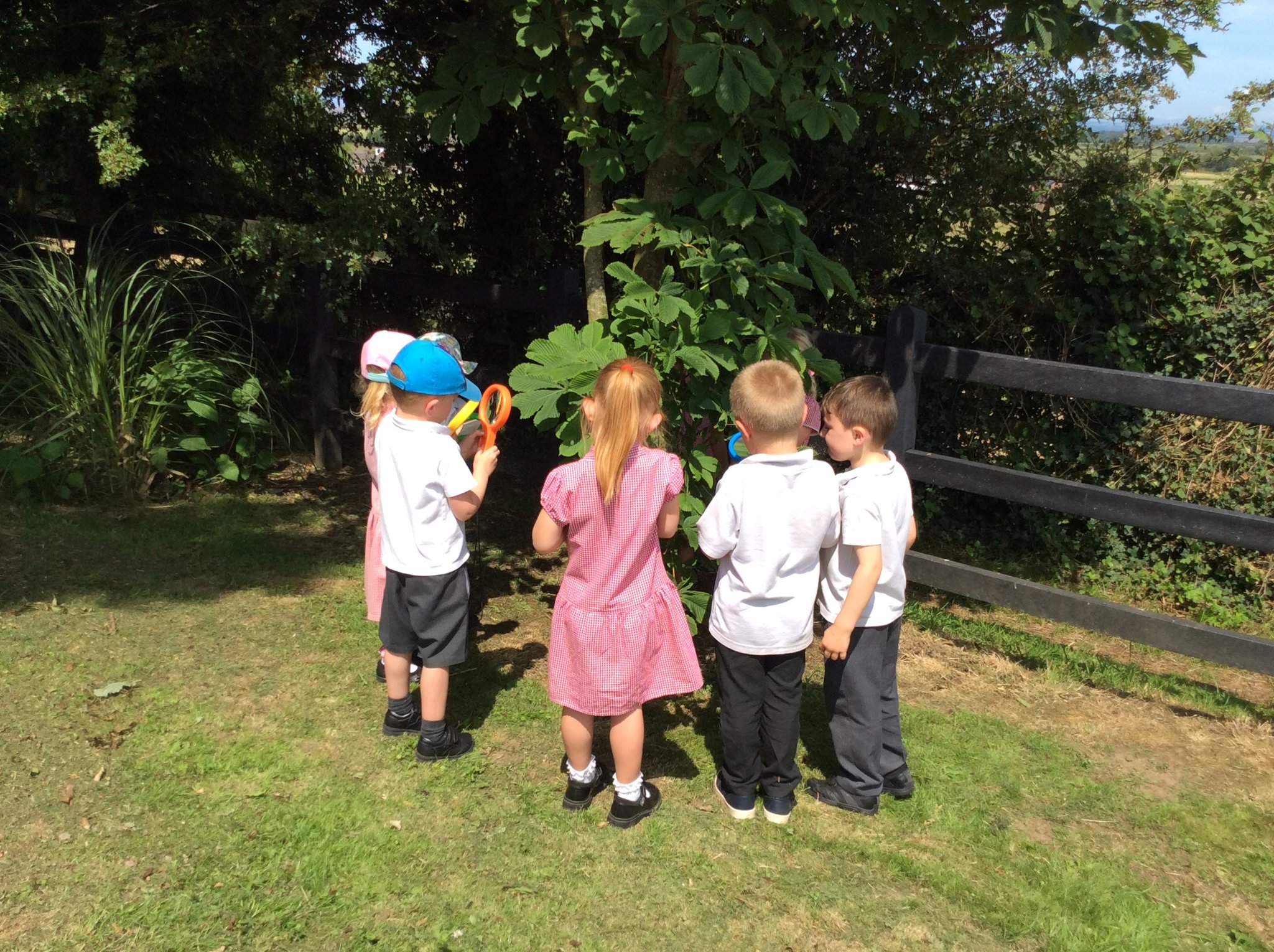 Image of Summer Observations!