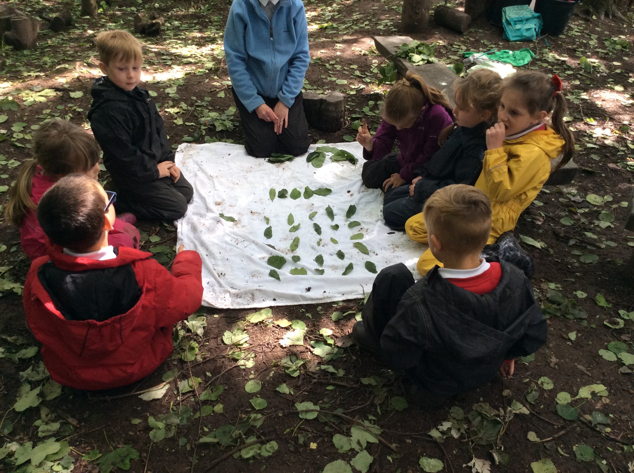 Image of Forest Arrays!