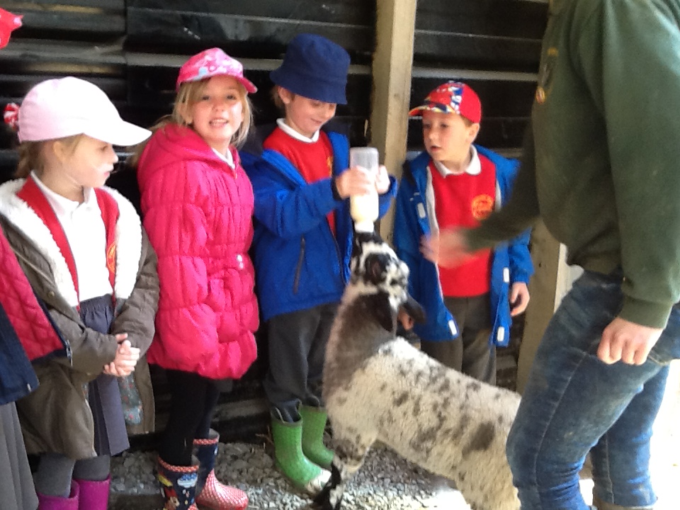 Image of Bowland wild boar park