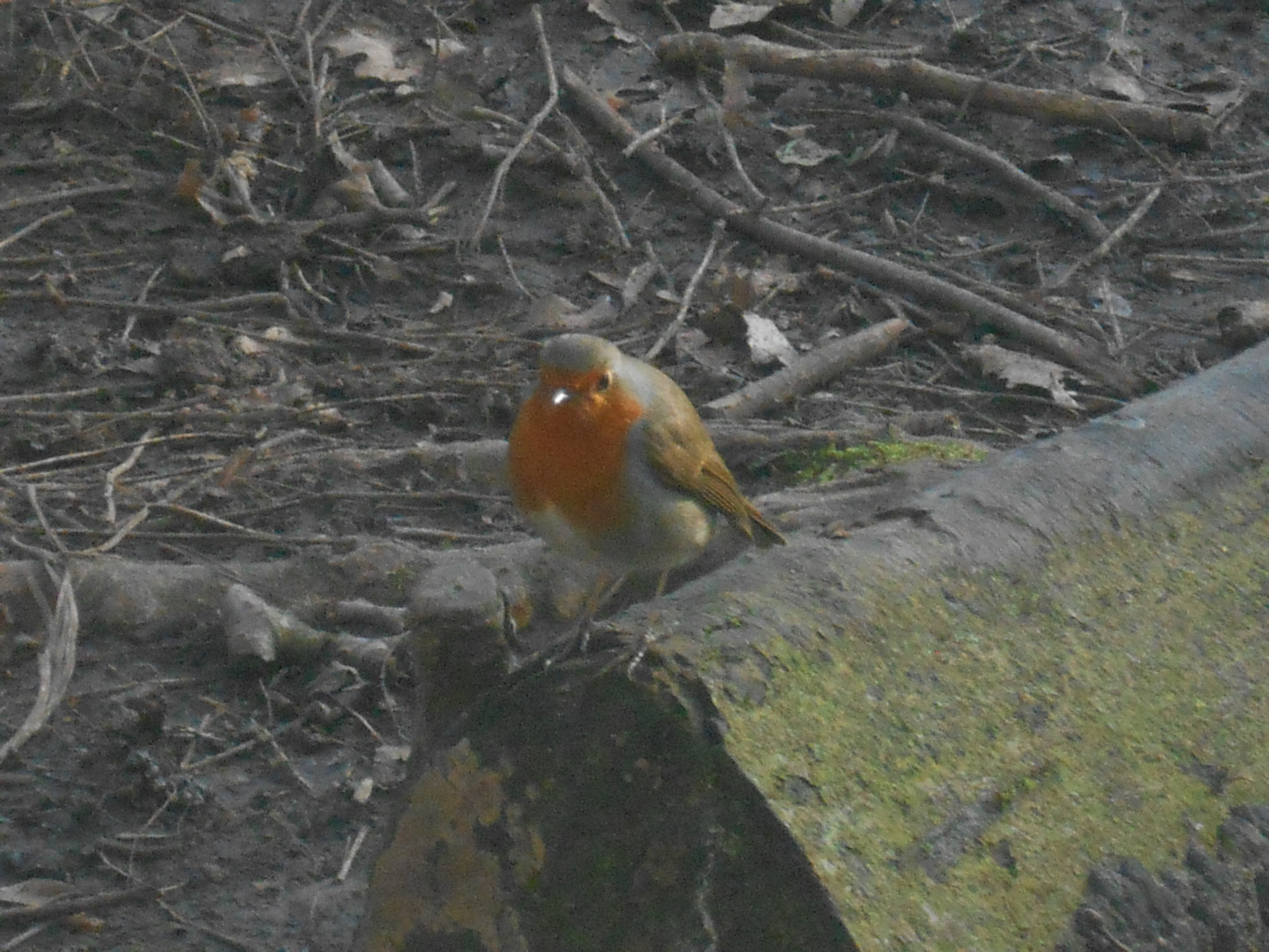 Image of Visitor to see us