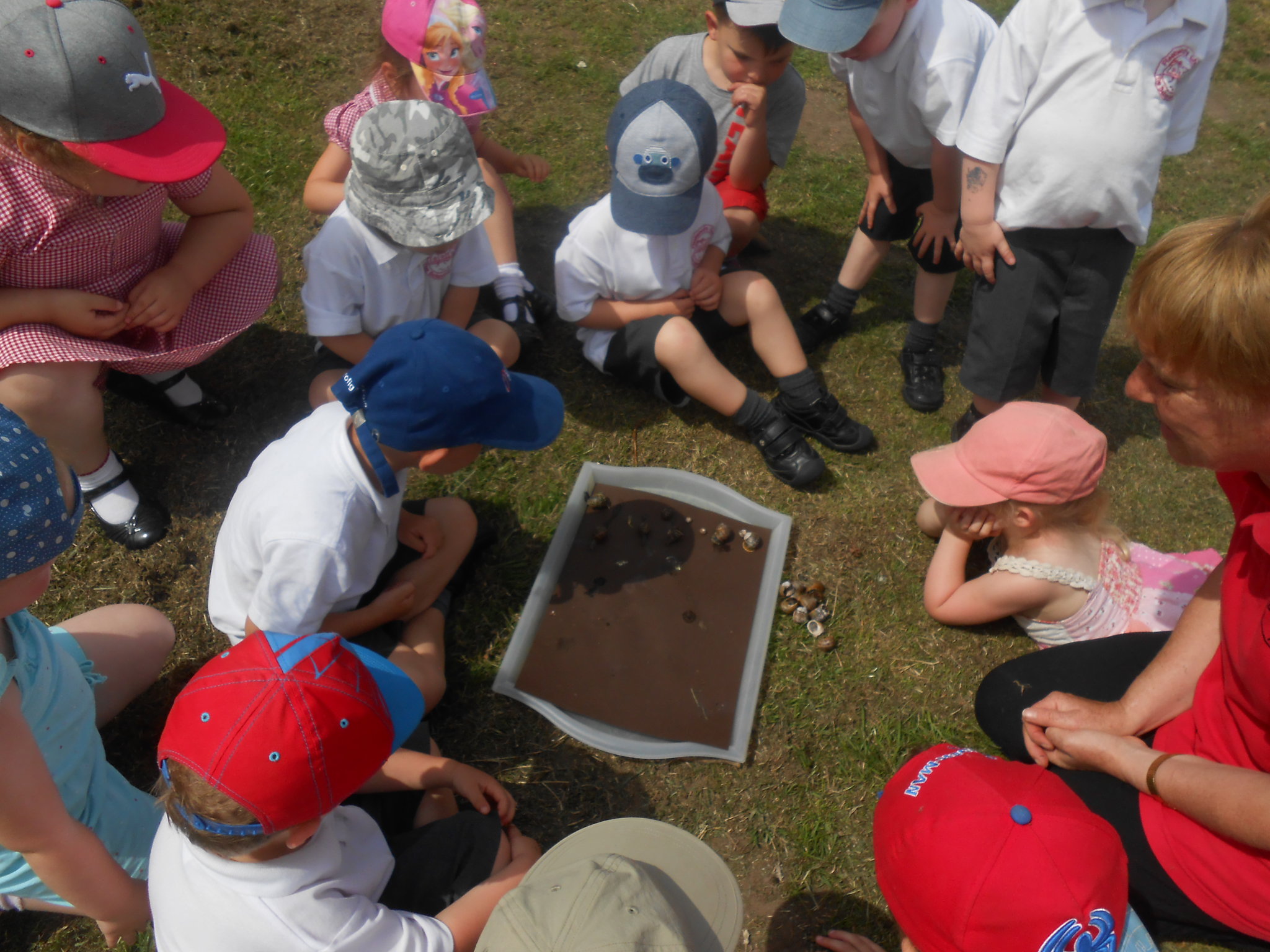 Image of Snail hunt
