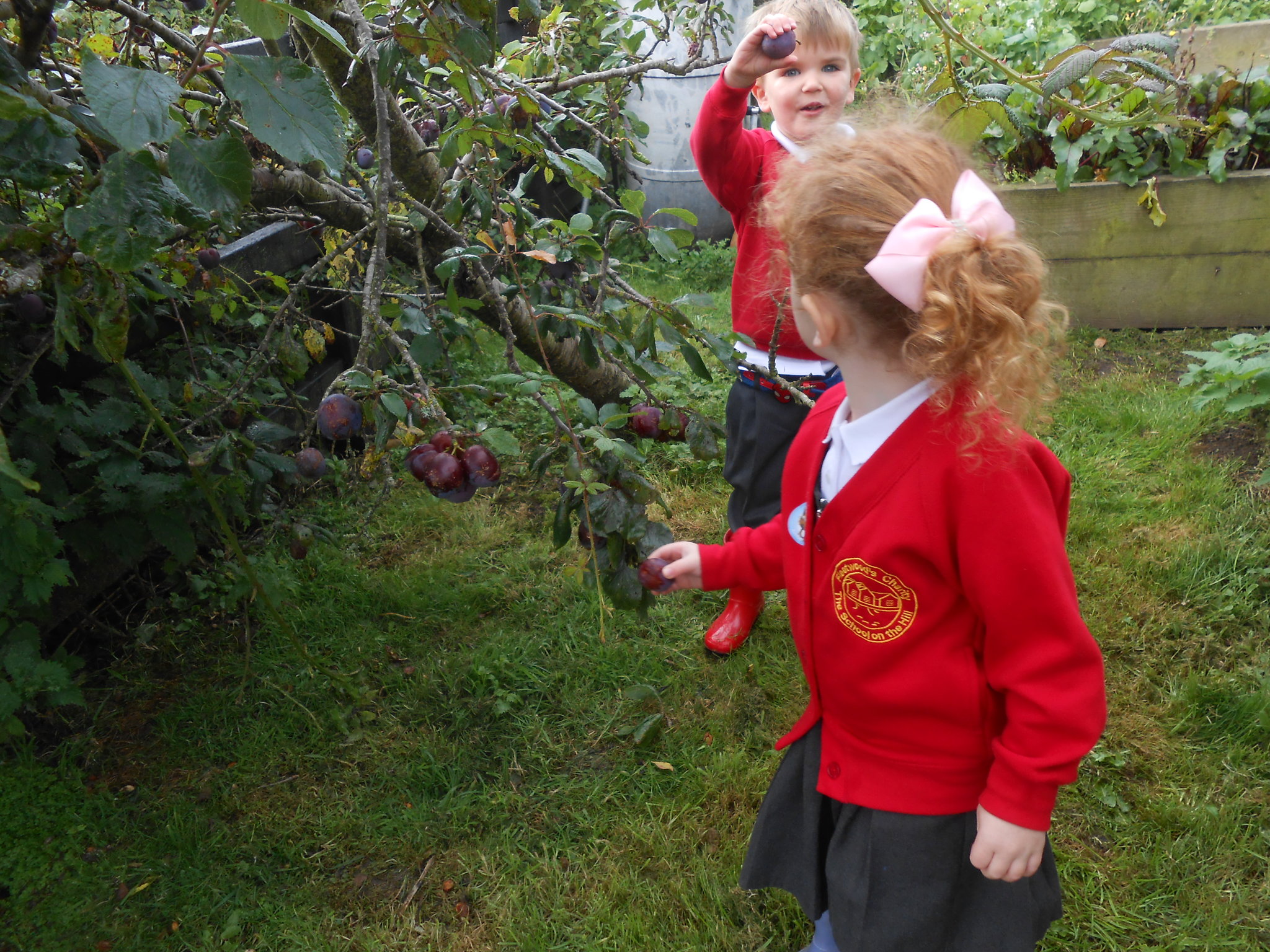Image of Plum picking
