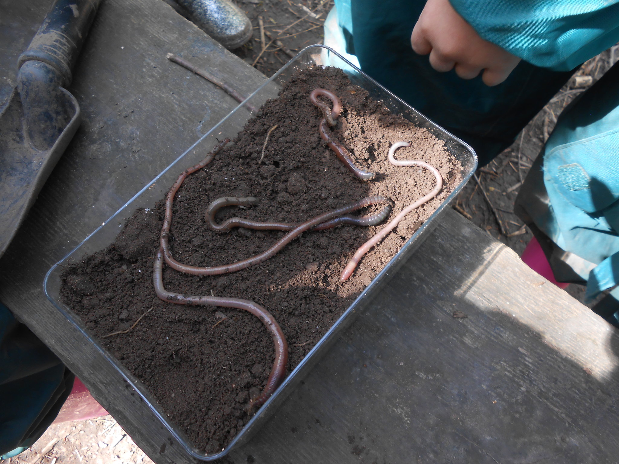 Image of Wormery