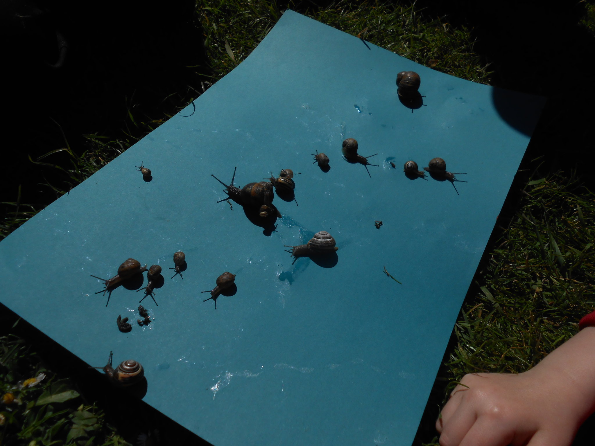 Image of Snail racing