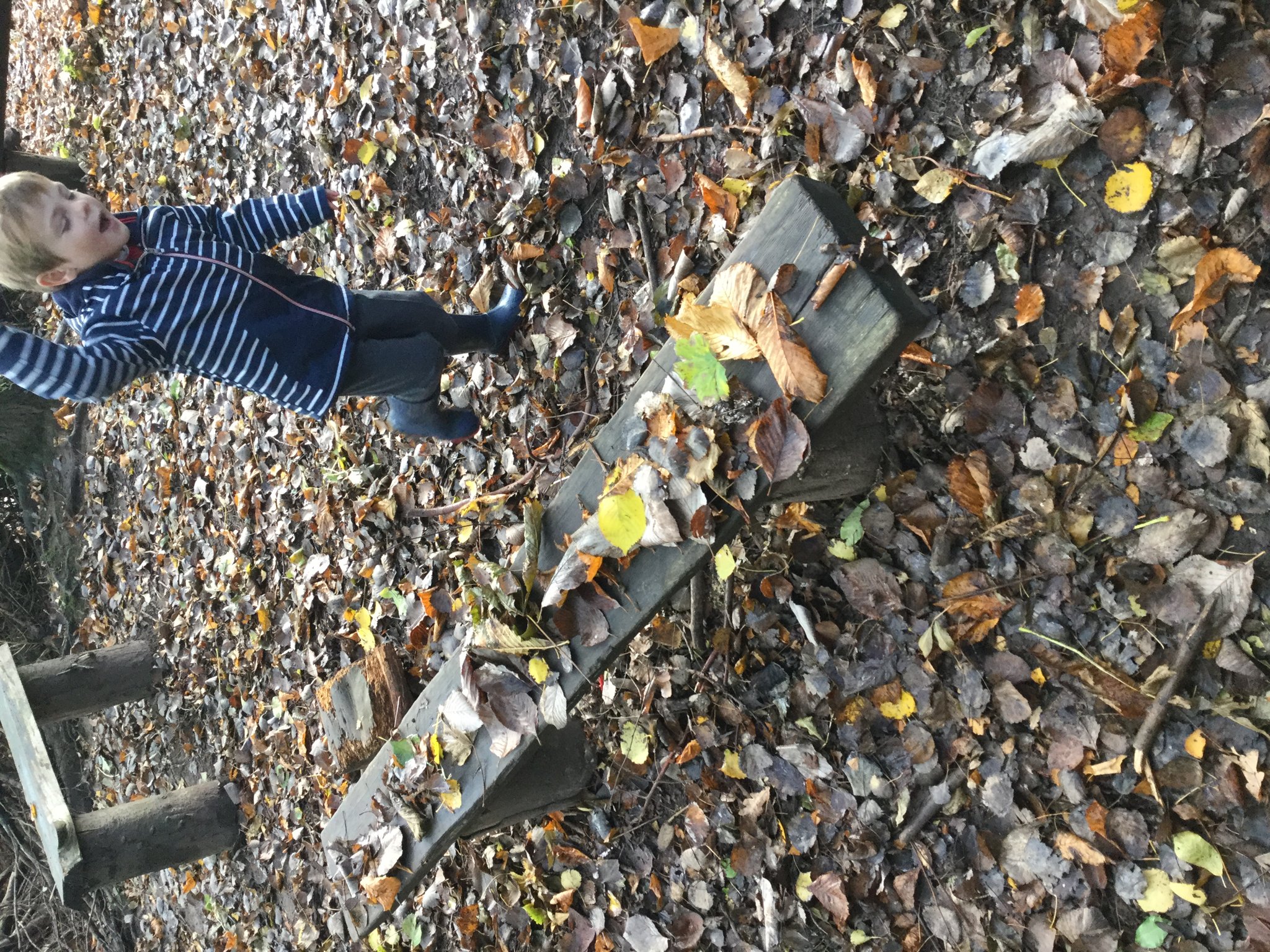 Image of leaf collecting