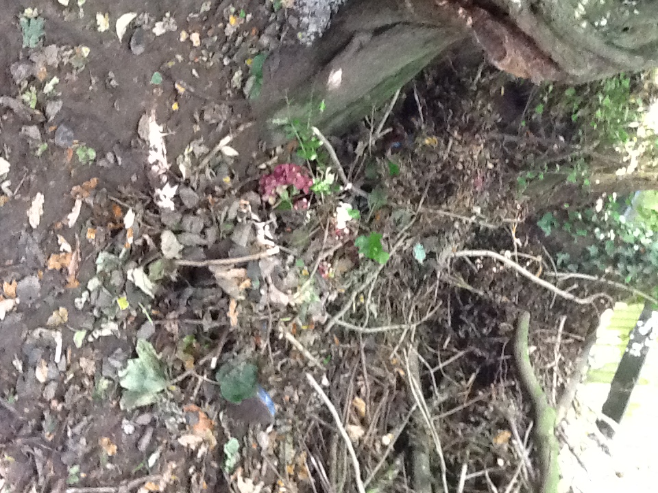 Image of Camouflage dens