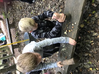 Image of conkers