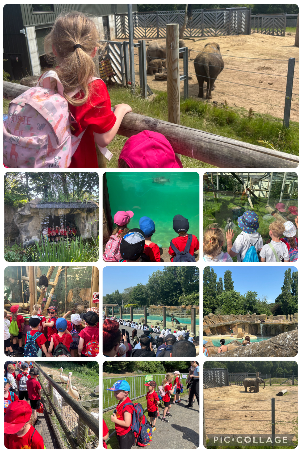 Image of Ash Class zoo trip