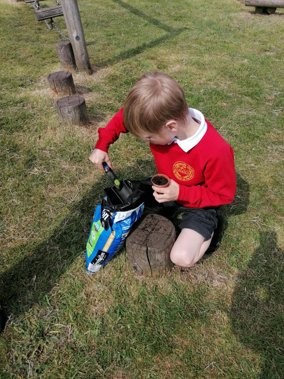 Image of Planting Sunflower Seeds