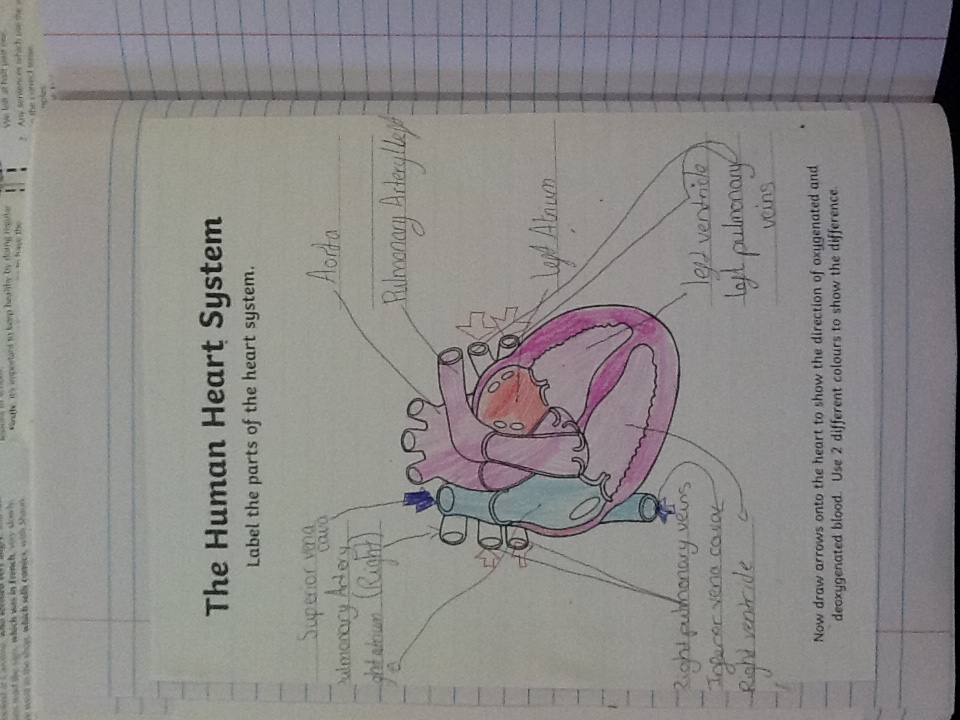 Image of The Circulatory System
