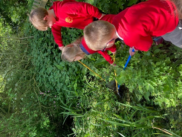 Image of Pond Dipping