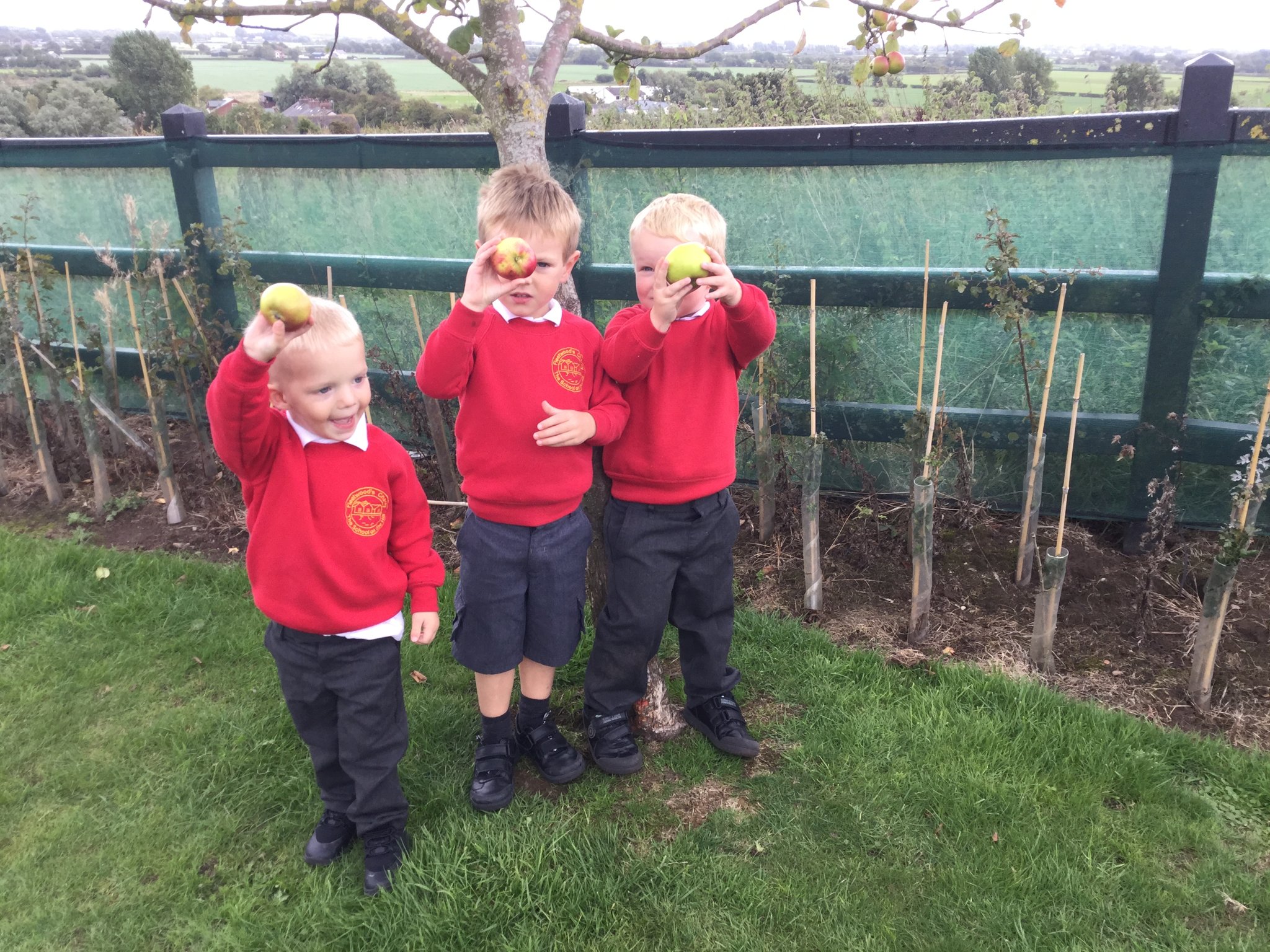 Image of Picking apples