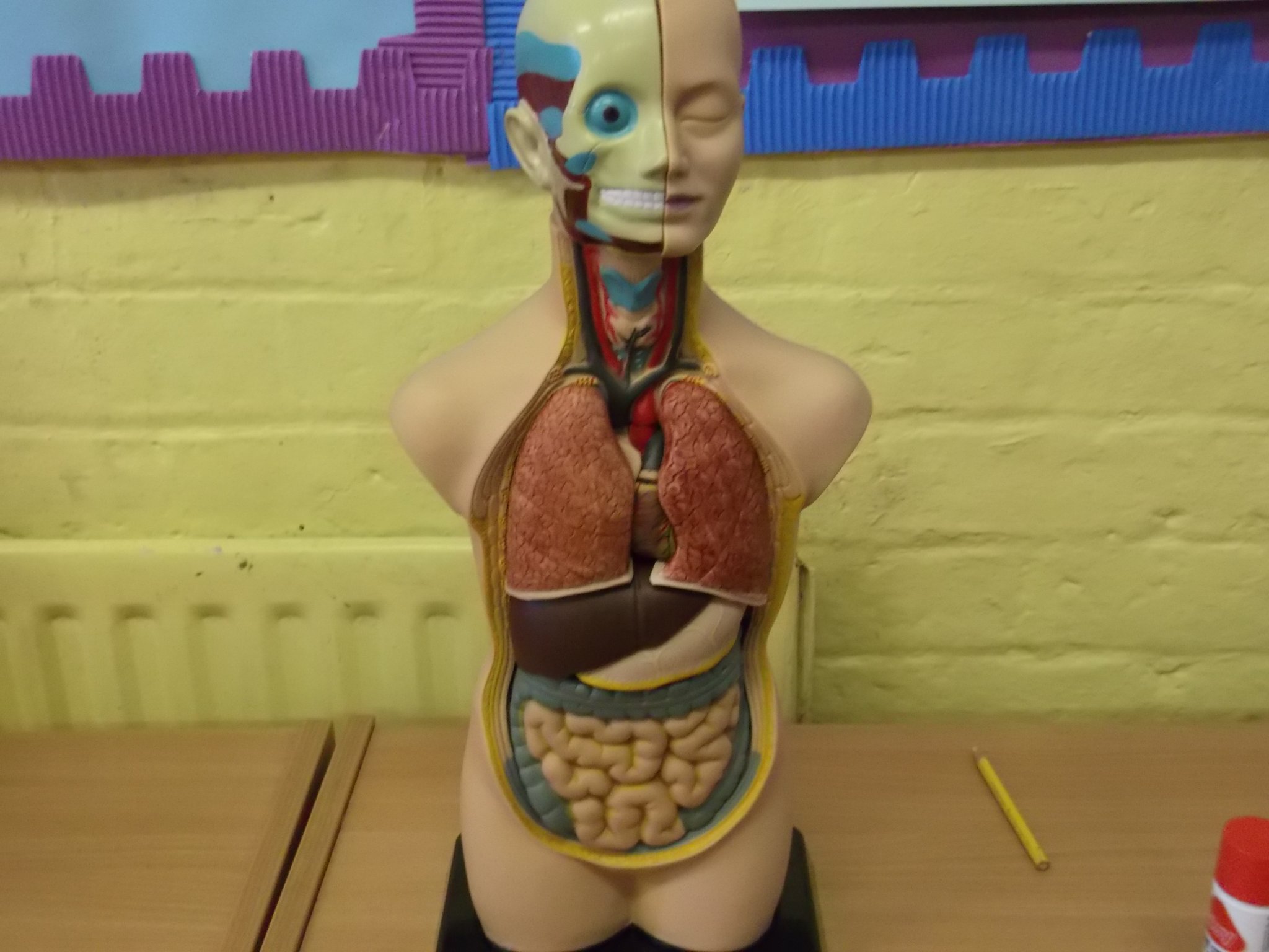 Image of Science - The Human Body