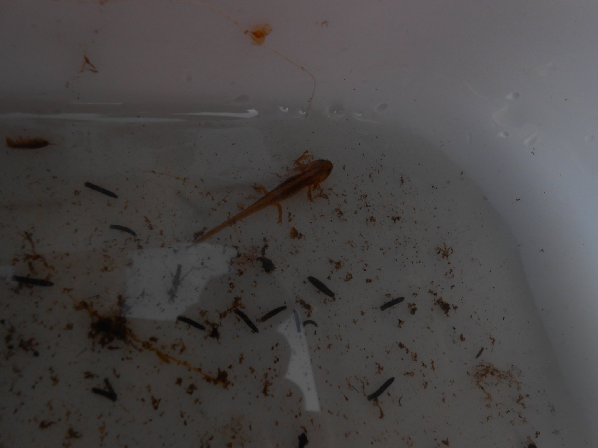 Image of The Newt