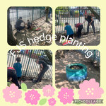 Hedge Planting in the Sunshine 