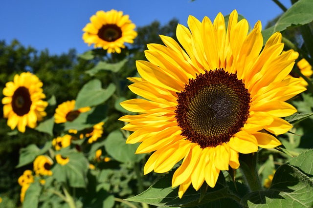 Image of Sunflower Competition Update