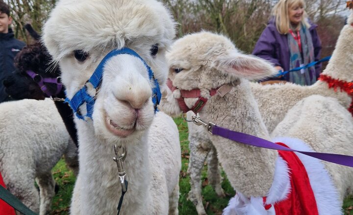 Image of Alpacas Visit Garstang Community Academy!