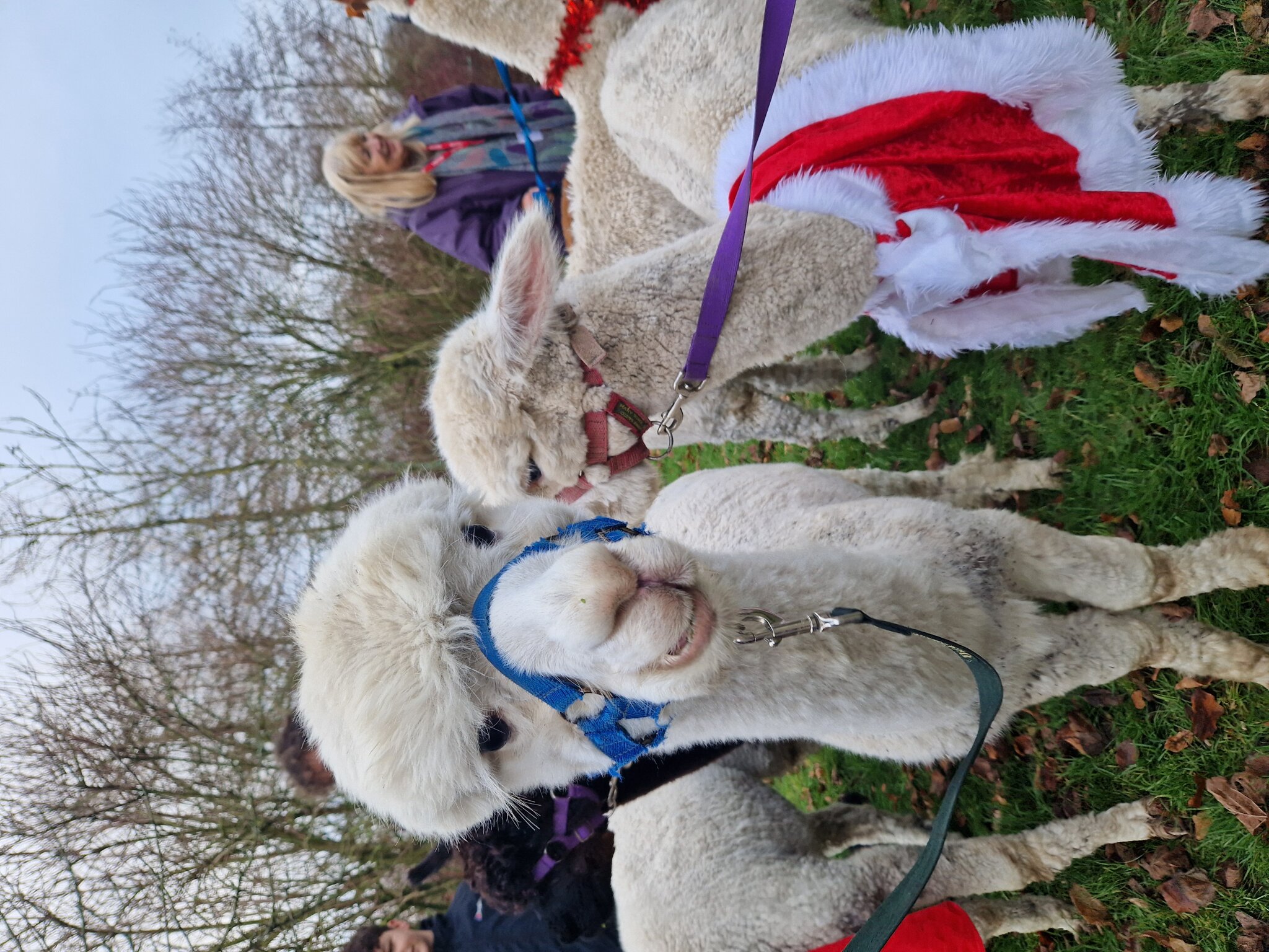 Image of Alpacas Visit Garstang Community Academy!