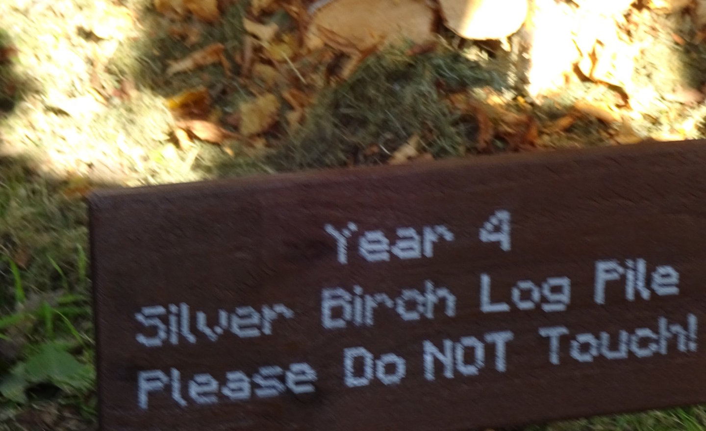 Image of Silver Birch Log Pile